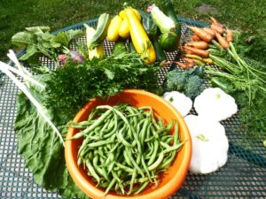 récolte d'été 2 d'un potager