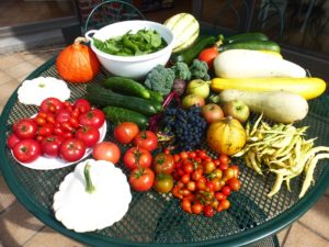 récolte d'été d'un potager