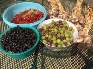 Transformer un potager : petits fruits