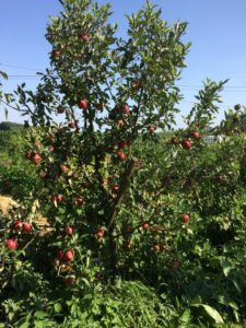 planter un arbre pour produire des fruits