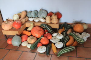 récolte de courges