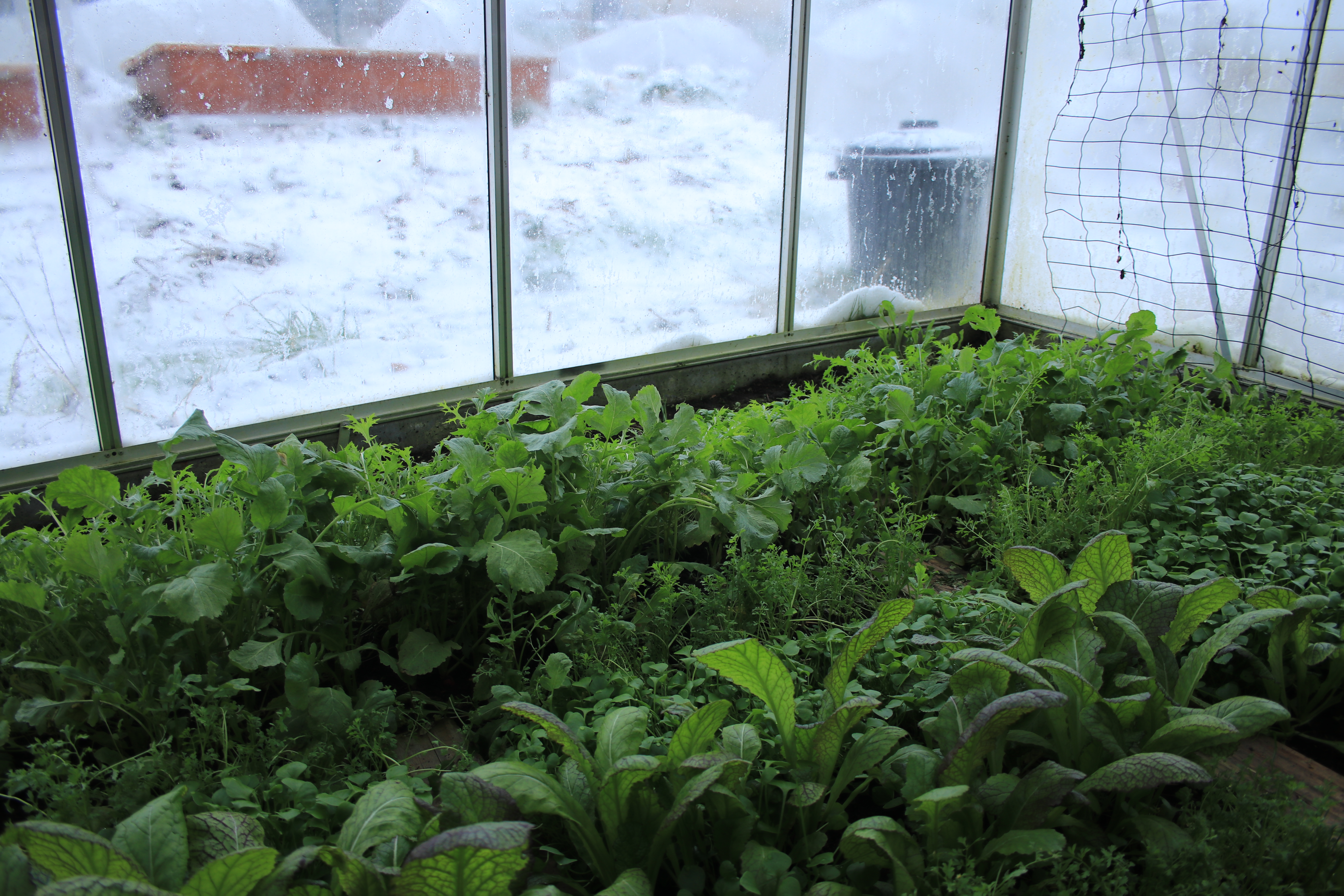 Légumes d’hiver au potager  : comment les faire pousser ?