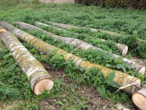 planter un arbre pour le bois