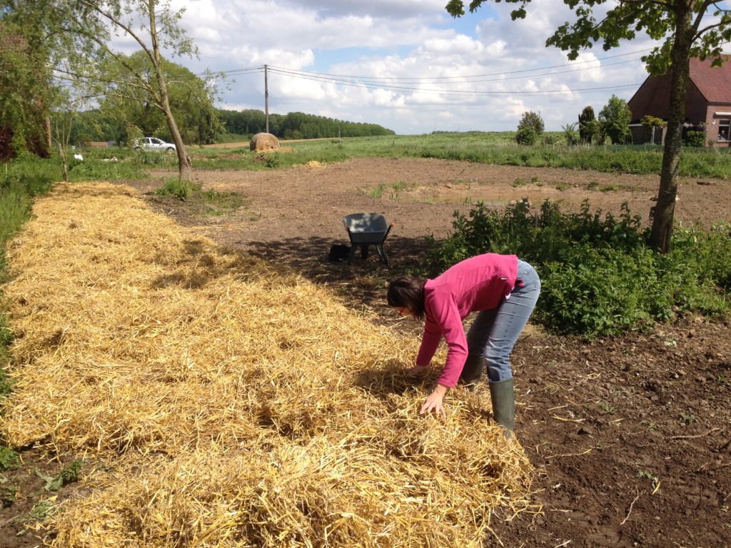 paillage permaculture