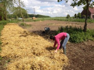 Mulch et couvertures de sol : nos trucs pour tout réussir 