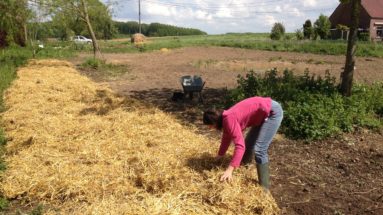 paillage permaculture