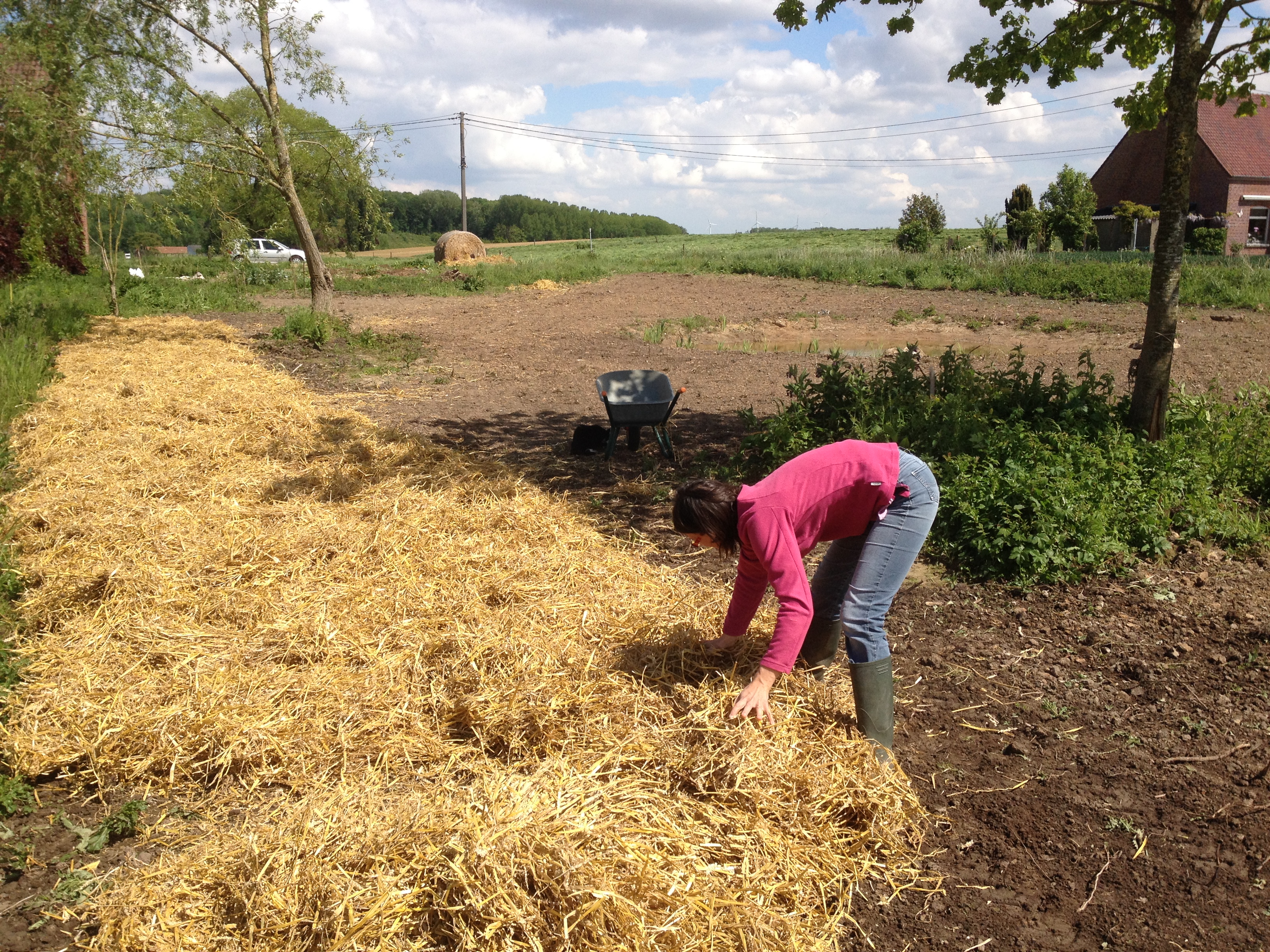 Mulch : trucs pour jardin facile