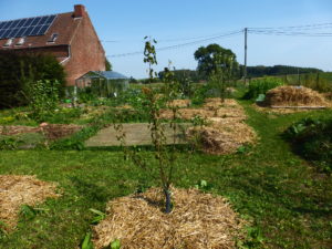 Un jardin d'été mulché par les tontes et la paille 