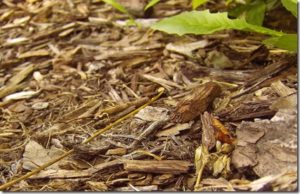 Mulch ou couverture de sol en BRF ou bois raméal fragmenté 