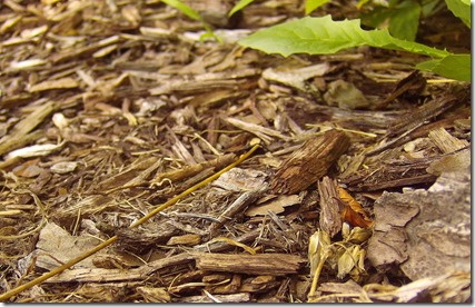 mulch de bois pour bêcher sans se fatiguer , jardin facile 