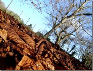 Mulch naturel produit à partir de feuilles mortes 