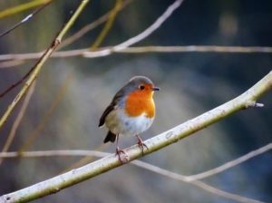 planter un arbre pour attirer les oiseaux