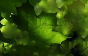 feuilles d'arbre plantée