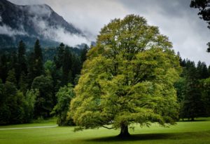 planter un arbre permet de produire de l'ombre