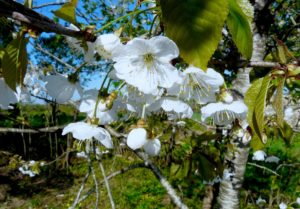 planter un arbre permet de produire des fleurs et donc du pollen pour les abeilles