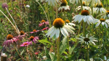 fleurs d'echinacea