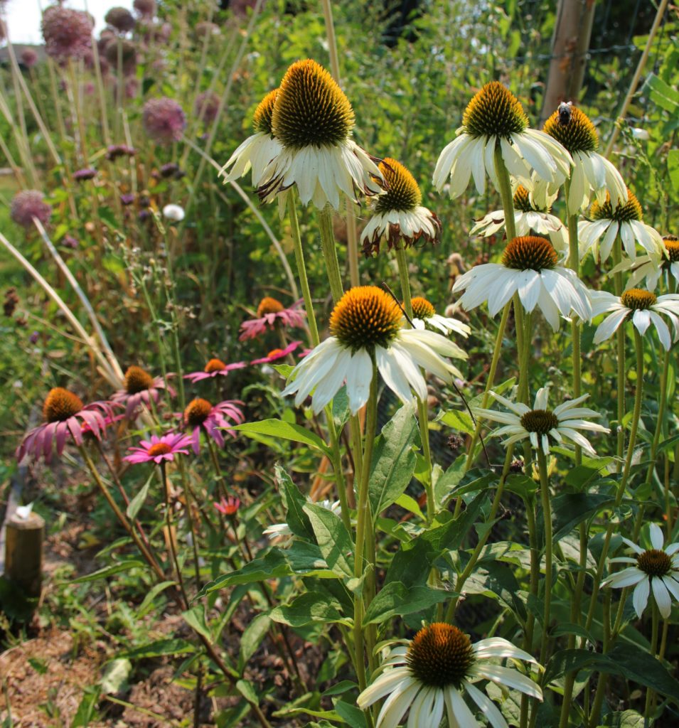 fleurs d'echinacea