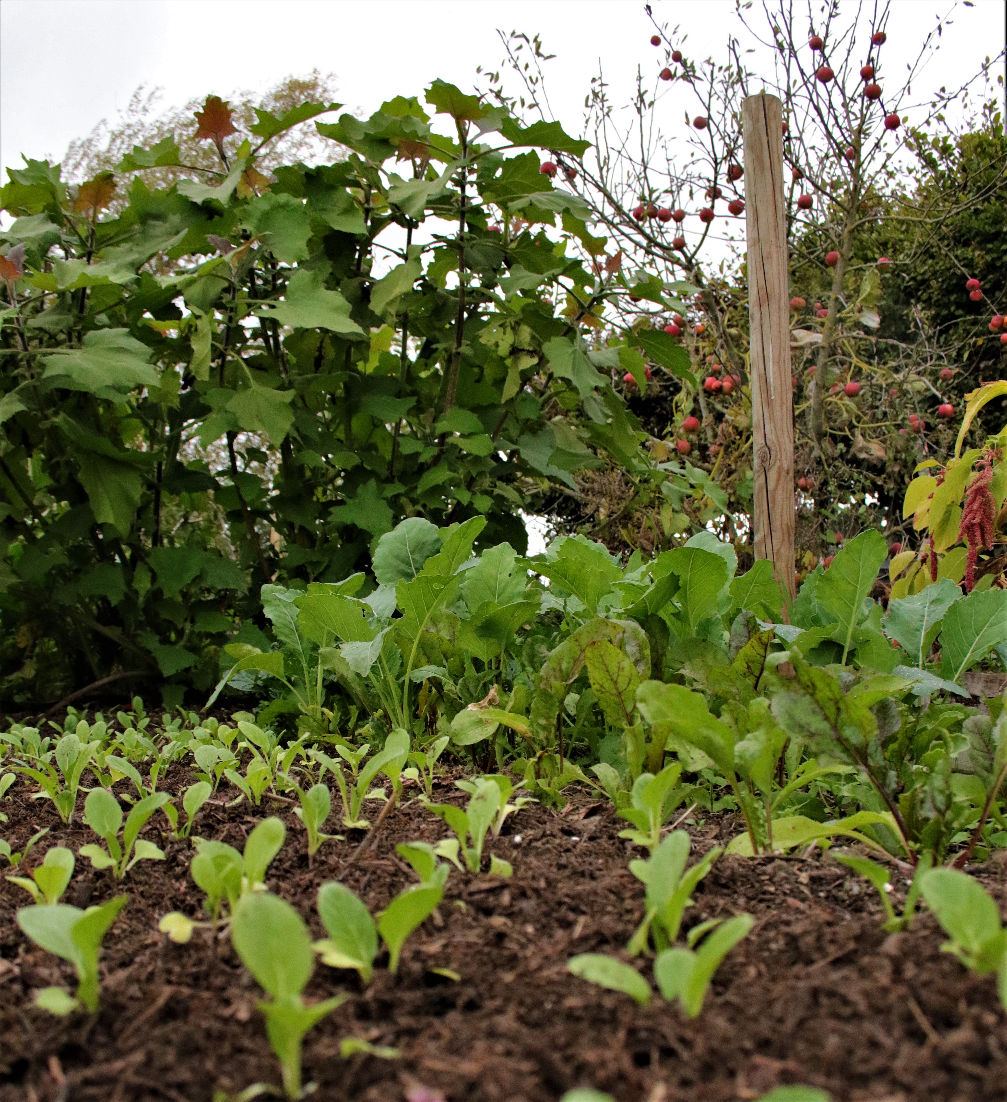 Que faire au jardin en octobre ? Nos conseils