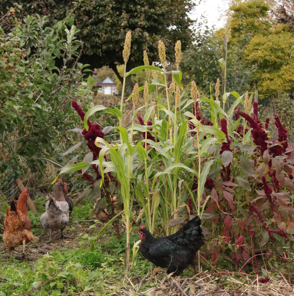 plantation pour poulailler au jardin 