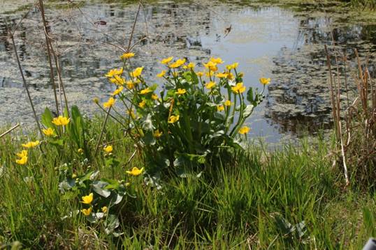 plante de berge pour mare naturelle 