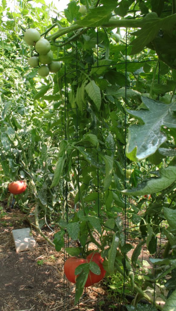 Cage à tomate 