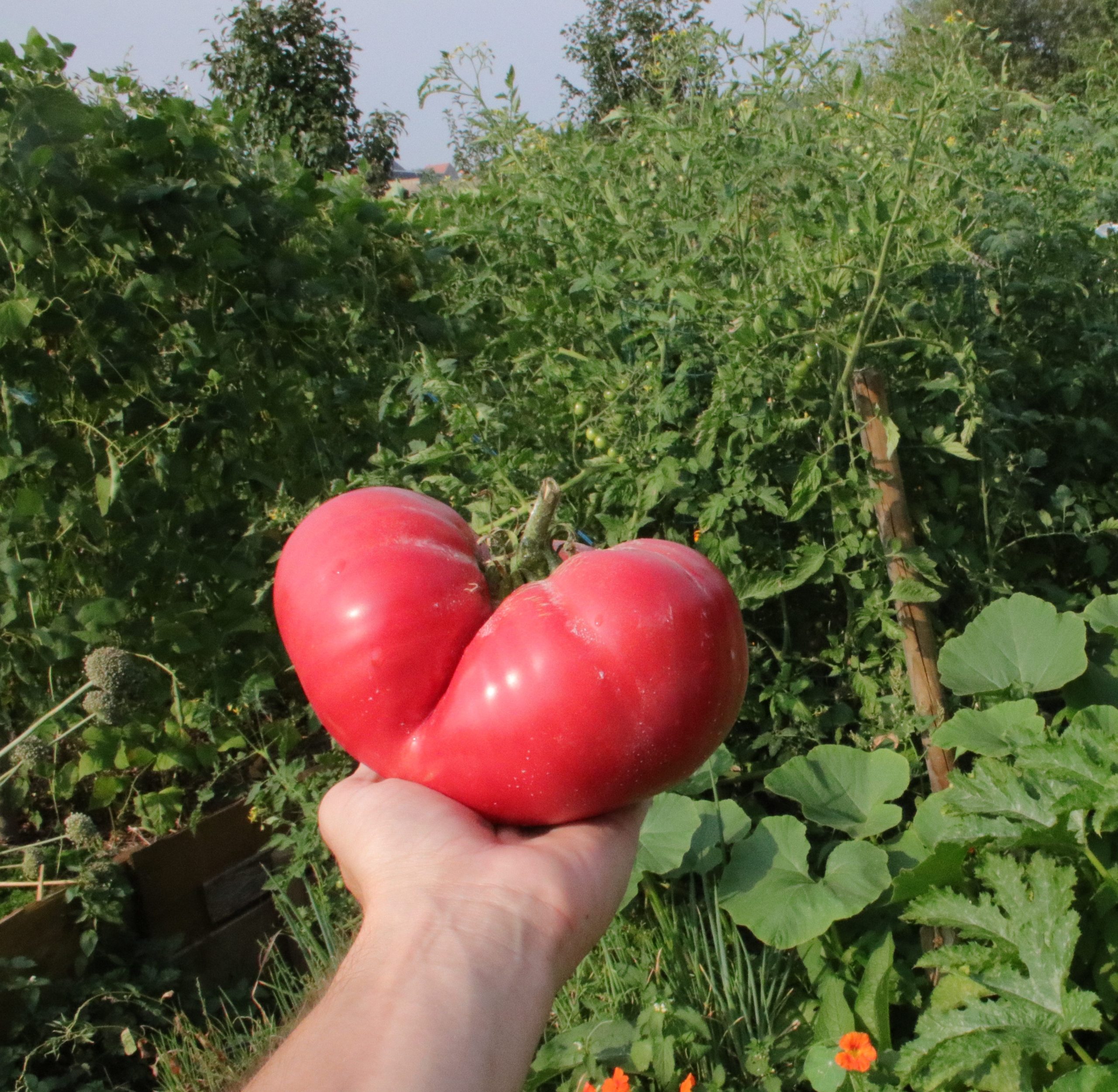 Jardinage. Tomates, poivrons.. : quels légumes pouvez-vous planter dans un carré  potager ?