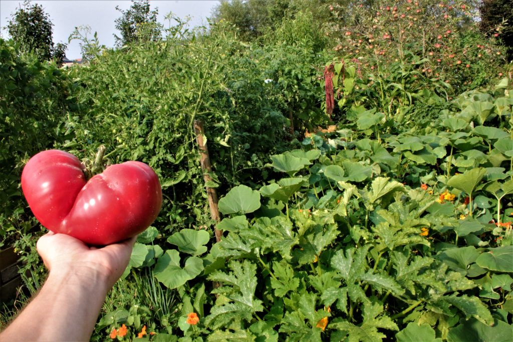 Tomate géante 