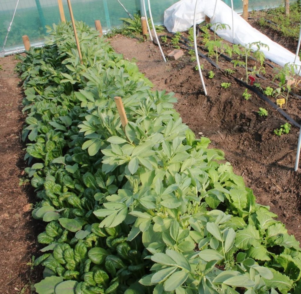 associer les légumes : fèves et choux 