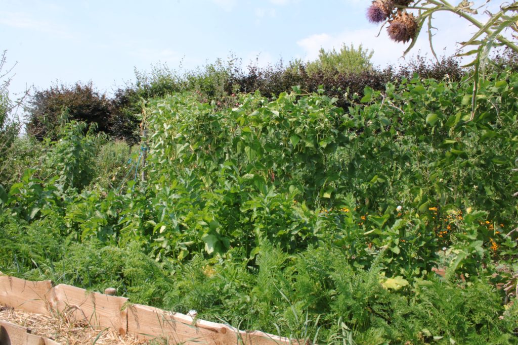 associer les légumes en fonction de leur taille et de l'ensoleillement 