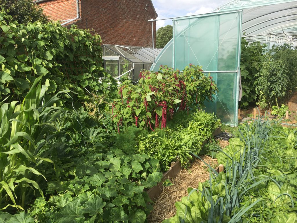 associer les légumes au potager pour booster votre rentabilité