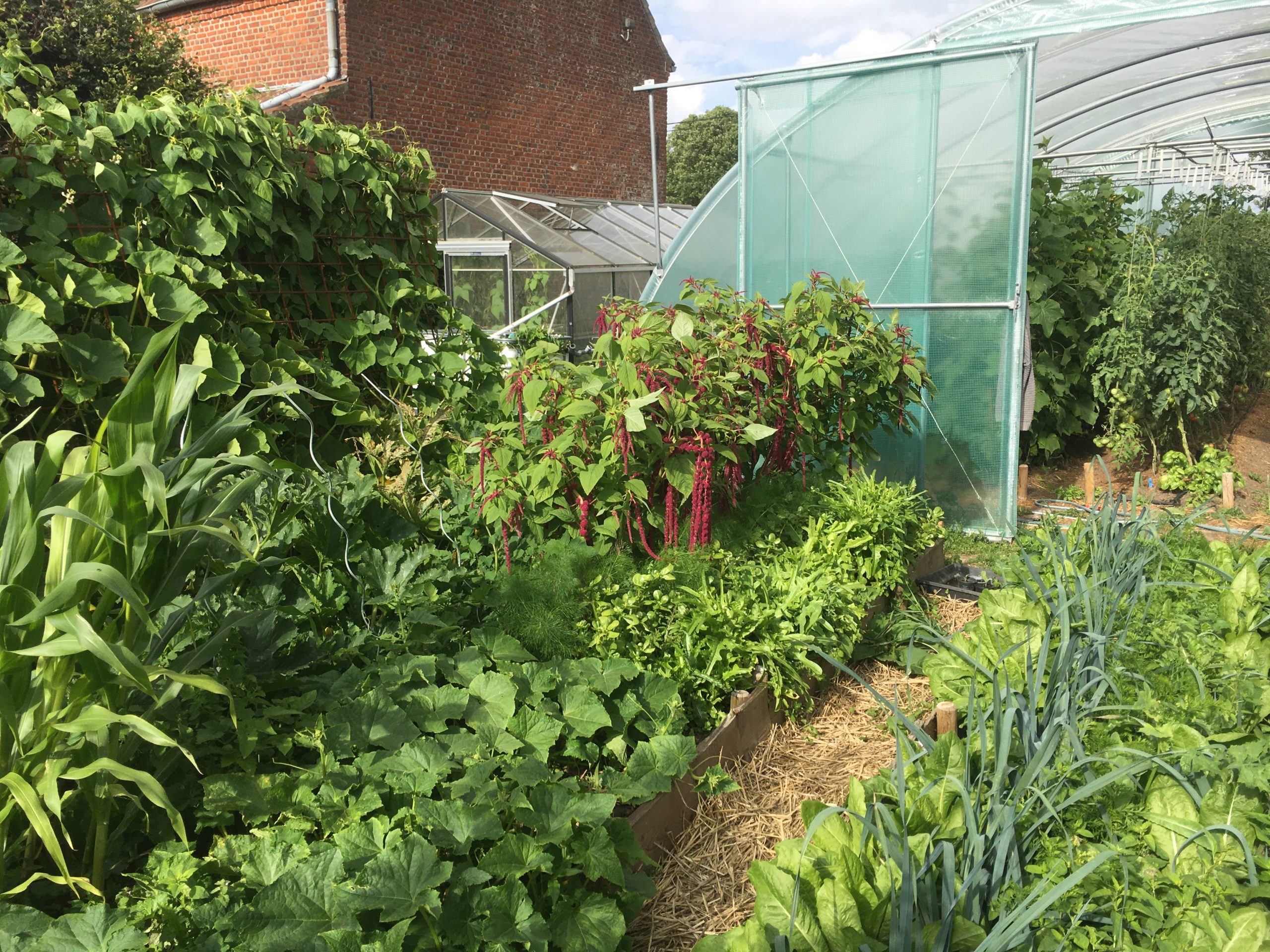 Associer les légumes au potager : tout savoir pour bien démarrer