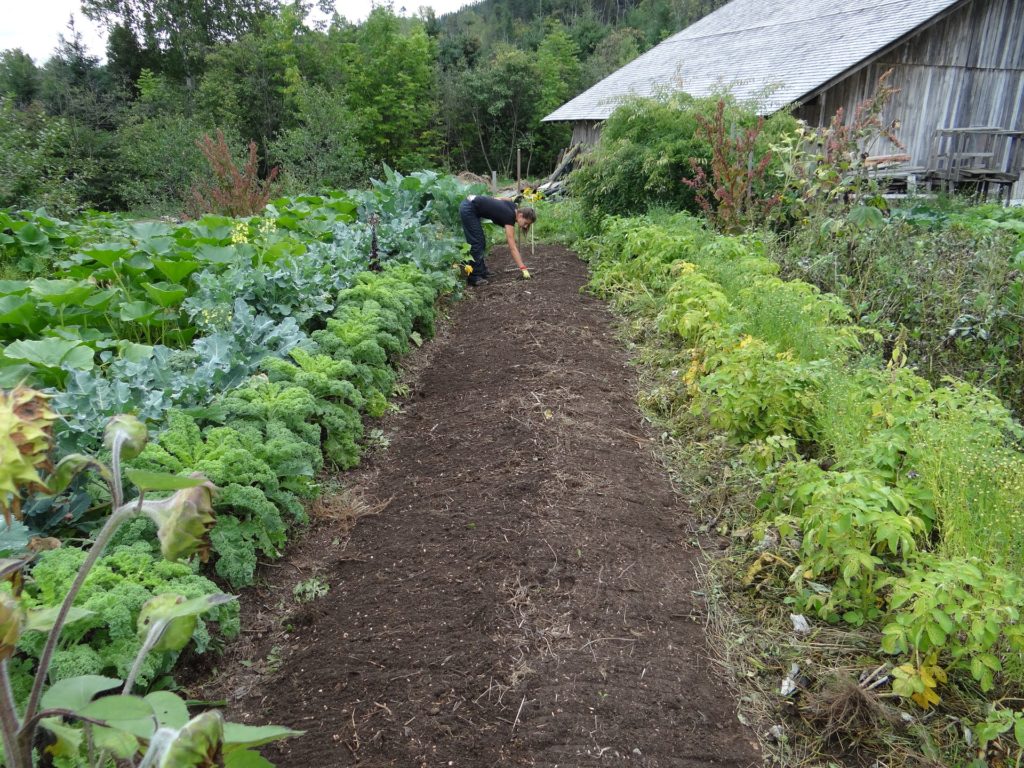 cultures de légumes associés 