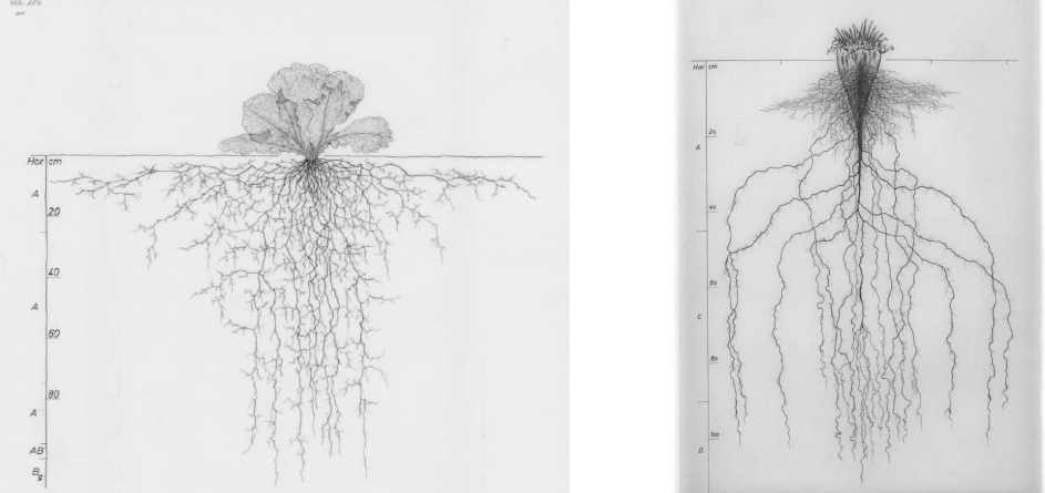 système racinaire des légumes en vue d'associations de cultures 