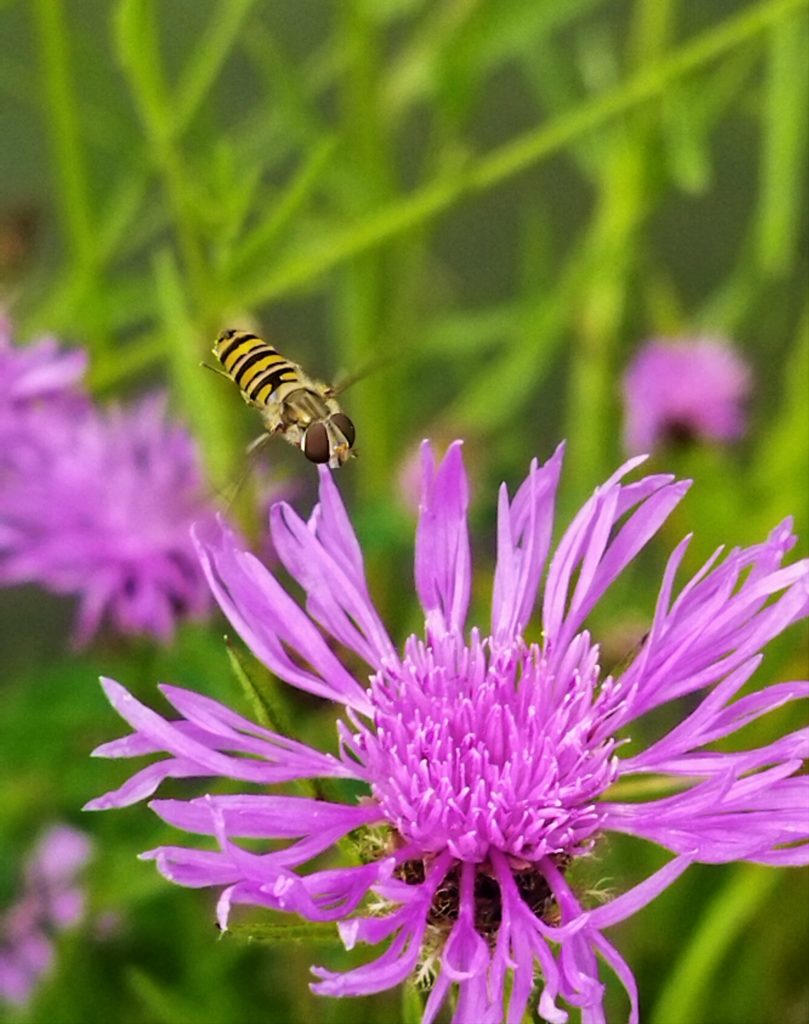 Les fleurs mellifère permettent de favoriser la biodiversité au jardin 