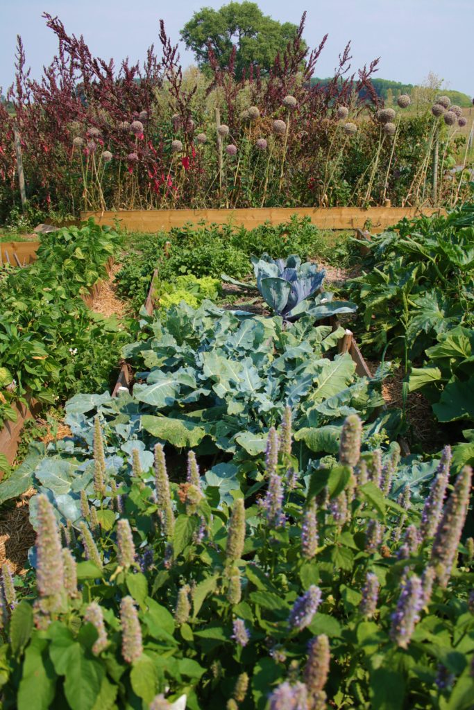 varier les familles de plantes au jardin permaculturel 