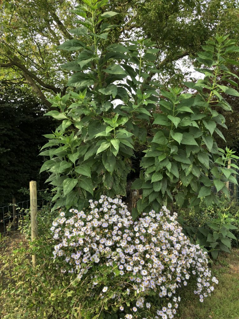 aster et topinambour , les aster nourrissent les insectes , les topinambour nourrissent les hommes 