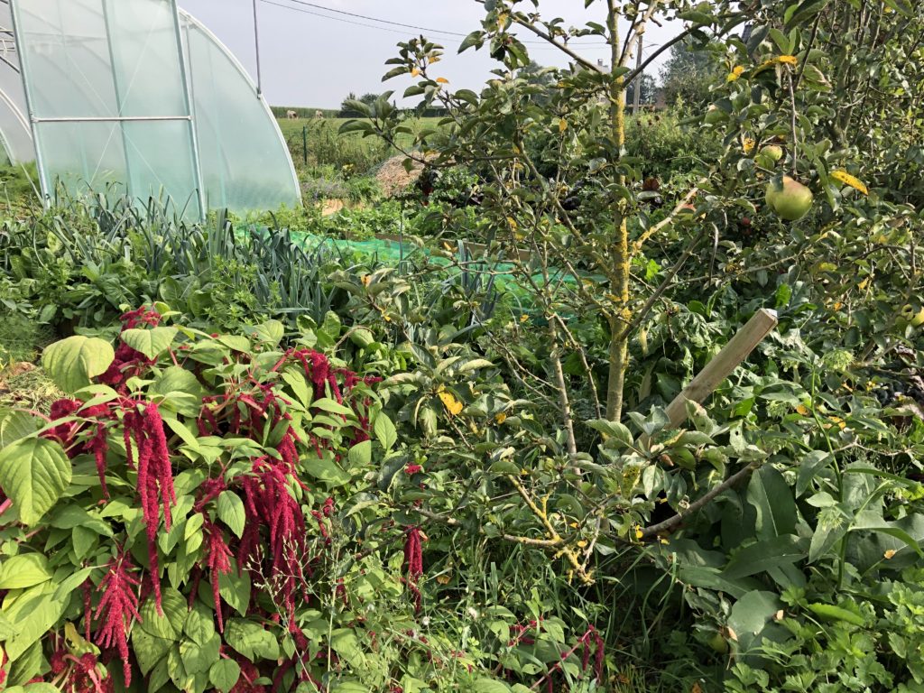 plantations diversifiées au jardin afin d'élever les variétés de biotopes 