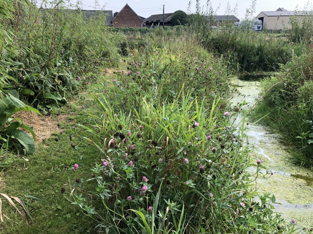 effet de bordure pour favoriser la biodiversité 