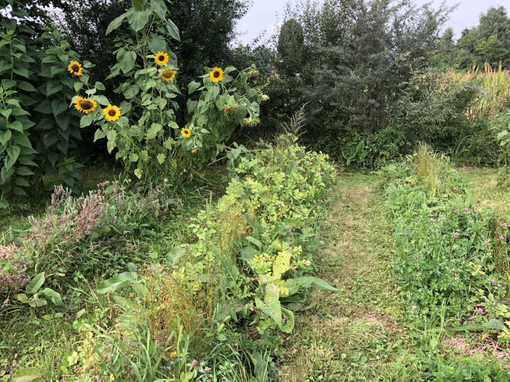 corridor écologique pour favoriser la biodiversité 