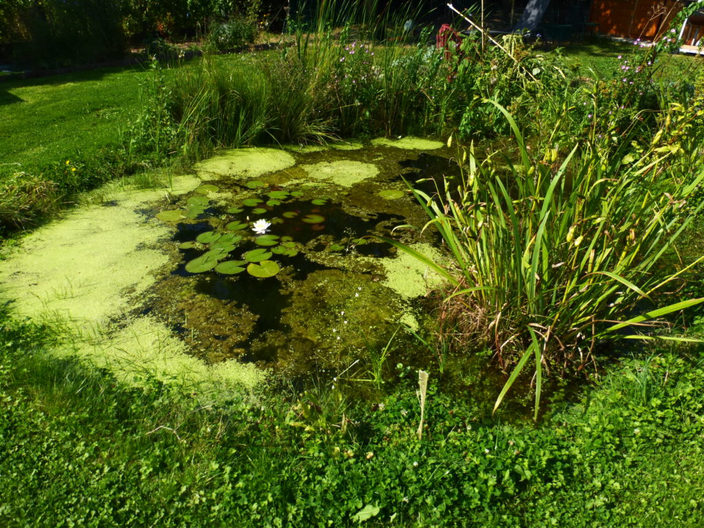 mare naturelle permettant de favoriser la biodiversité 