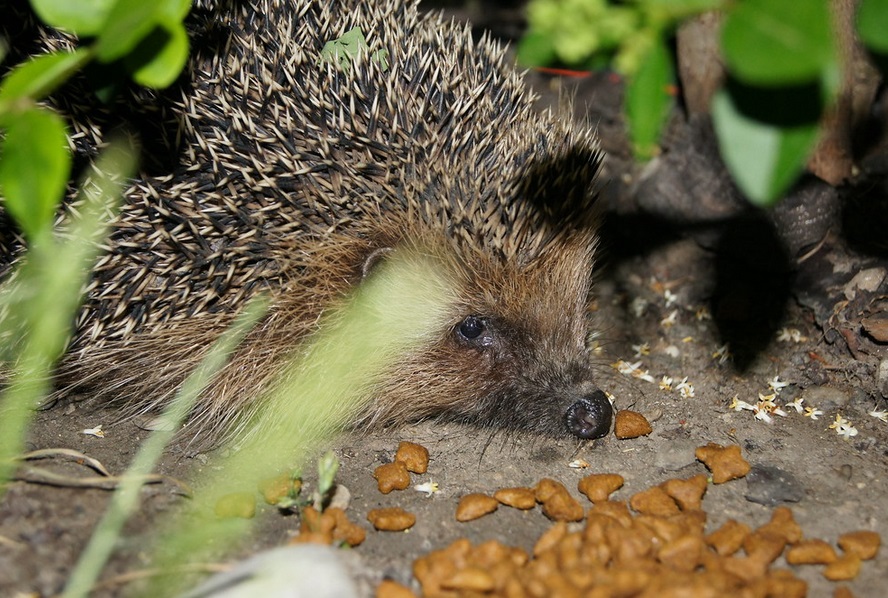 Hérissons au jardin et alimentation croquettes pour chats  