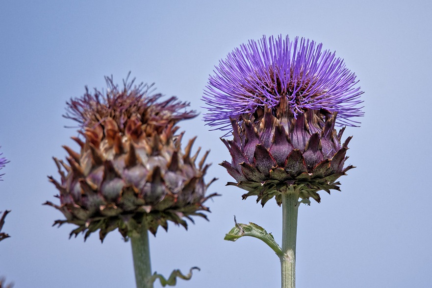 plantes sauvages comestibles  cardons, chardons