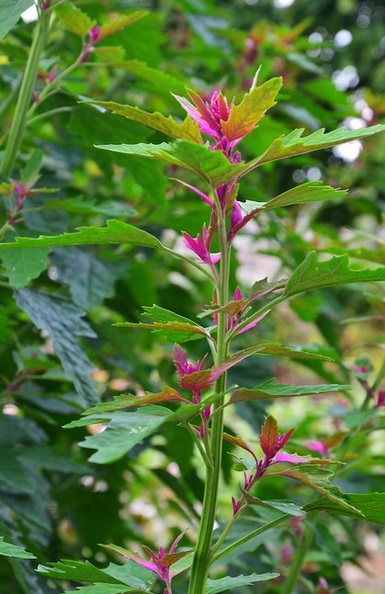 plantes sauvages comestibles  chenopode géant 