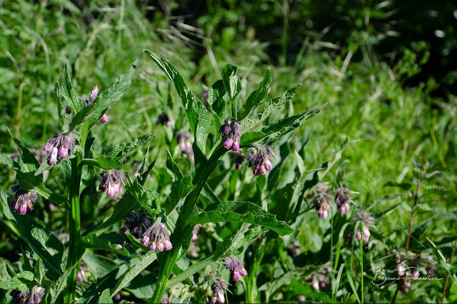 plante sauvage comestible  consoude officinale