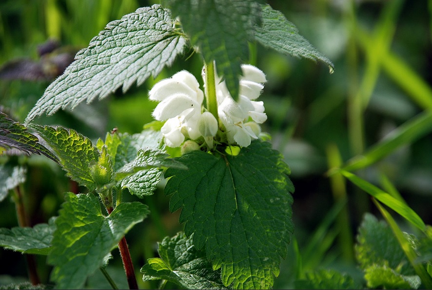 plantes sauvages comestibles  lamier 