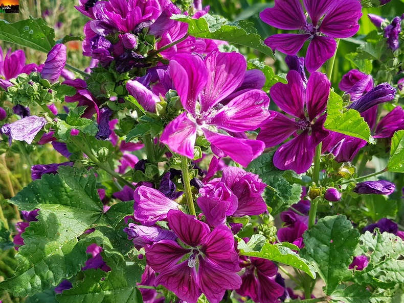 plante sauvage comestible mauve malva sylvestris 