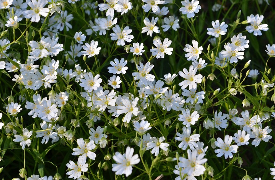 plante sauvage comestible stellaire ou mouron blanc stellaria media 