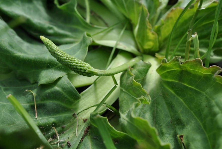 plante sauvage comestible plantain 