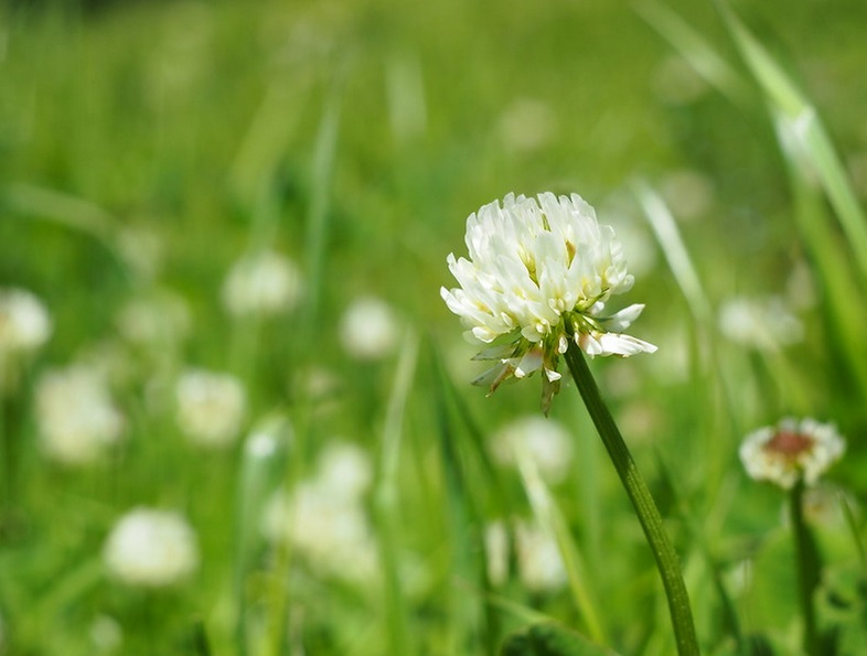 trèfle blanc plantes sauvages comestibles 