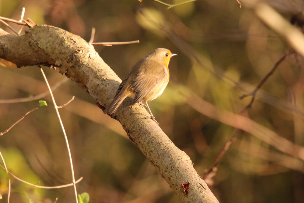 oiseau au jardin en janvier 